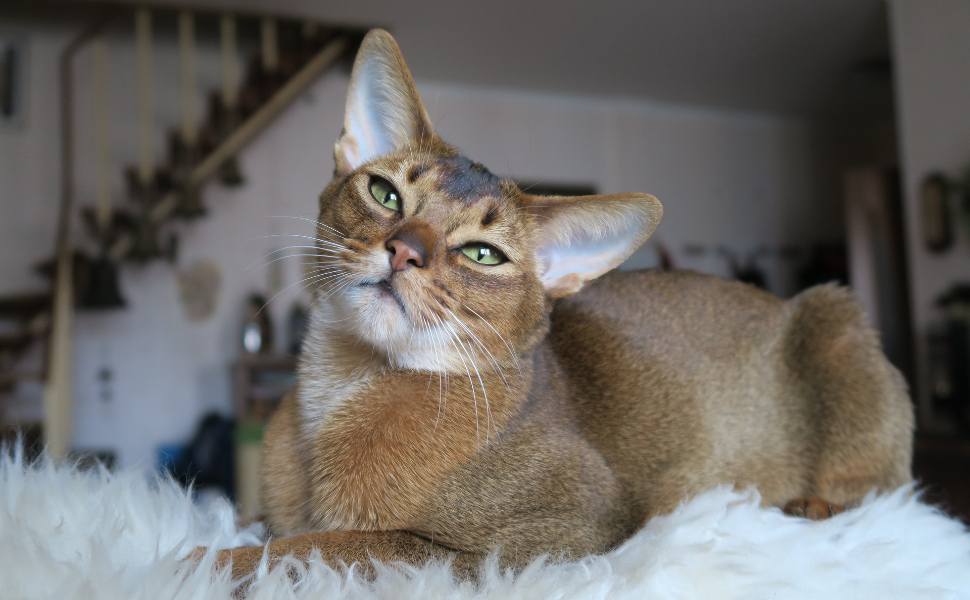 Katze - Pawsometime