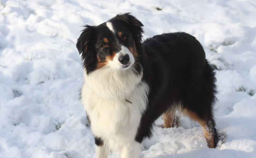 Hund im Schnee - Pawsometime