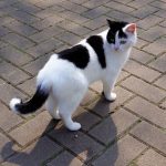 Wie alt wurde die älteste Katze – Wie Domestizierung die Lebenserwartung verändert hat
