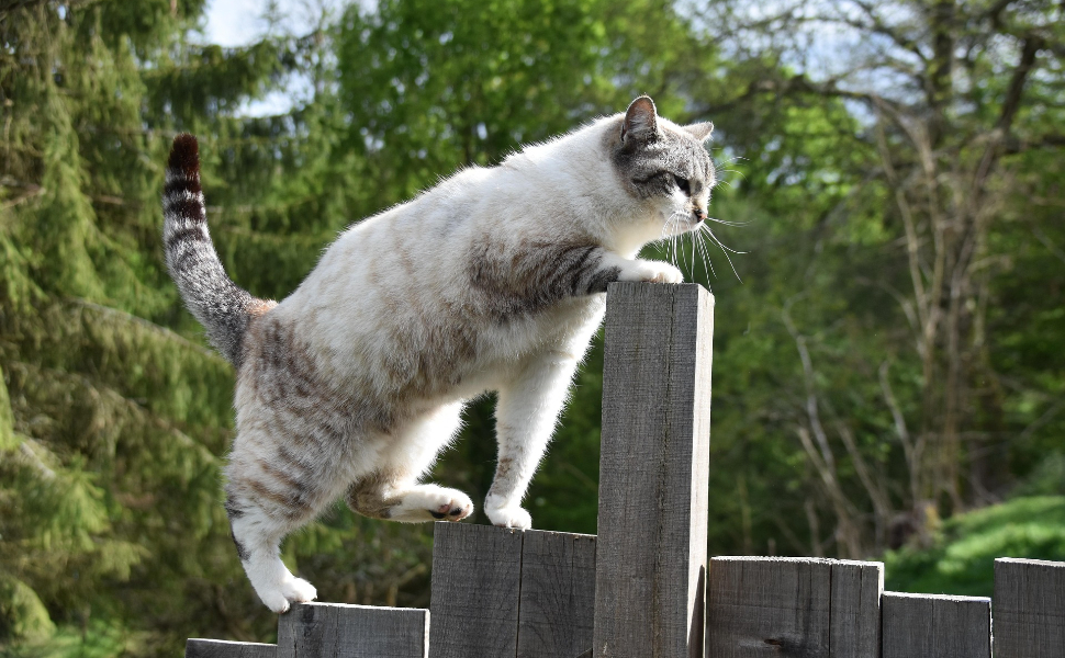 kratzbaum für große katzen - Pawsometime