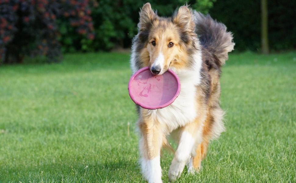 Frisbee für Hunde - Pawsometime