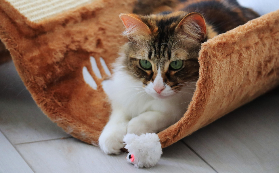 Katze - Pawsometime