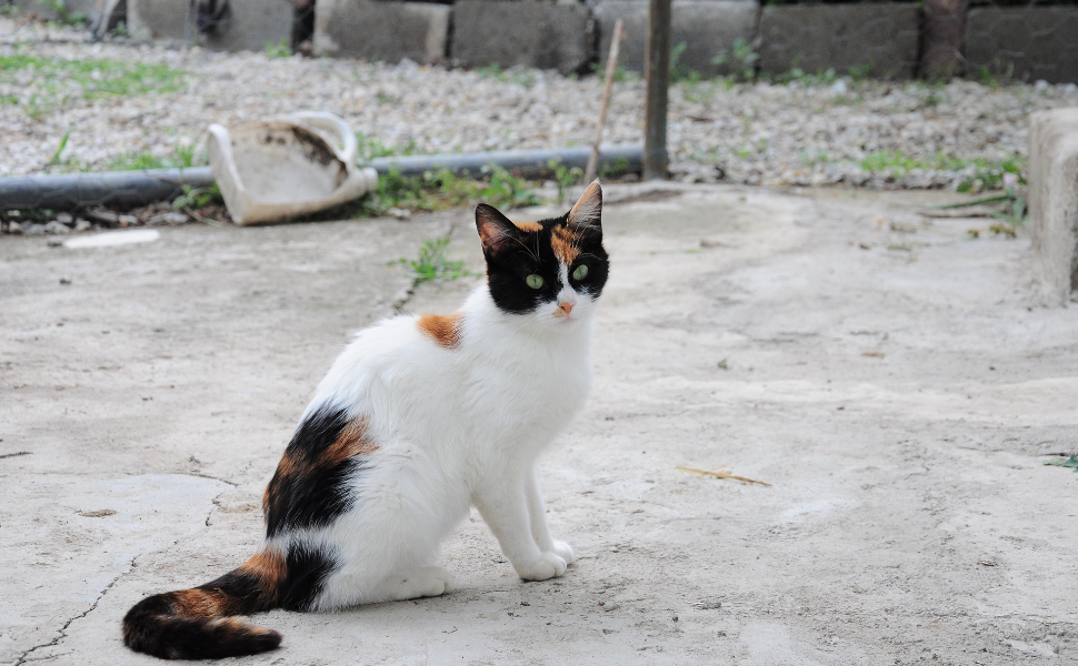 katzenbaum stabil - Pawsometime