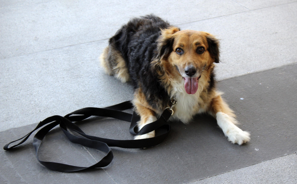 kauknochen für hunde - Pawsometime