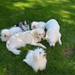 Wann ist der Hund ausgewachsen? So erkennen Sie, ob er noch wächst