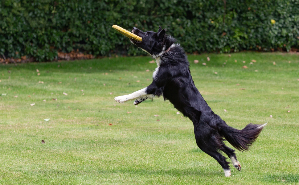 Glücklicher Hund - Pawsometime