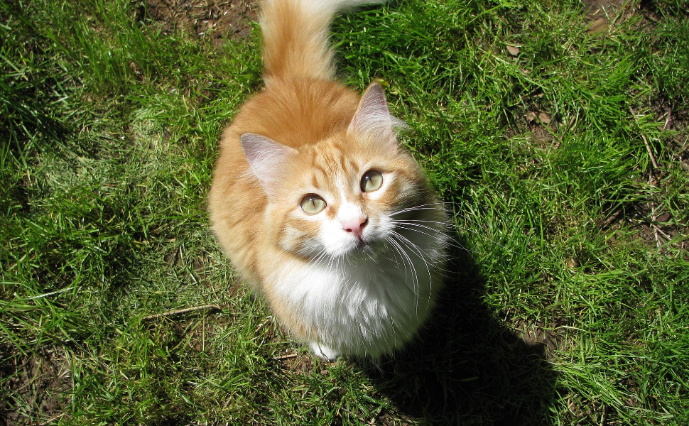 Wie lange wachsen Katzen - Pawsometime