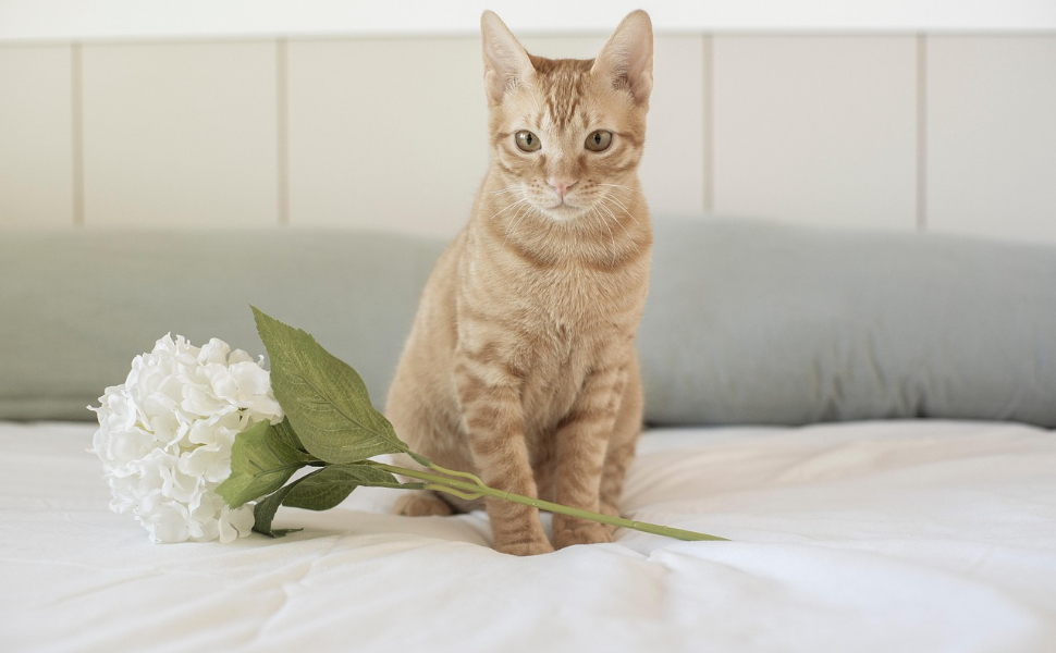 kratzbaum für große katzen - Pawsometime
