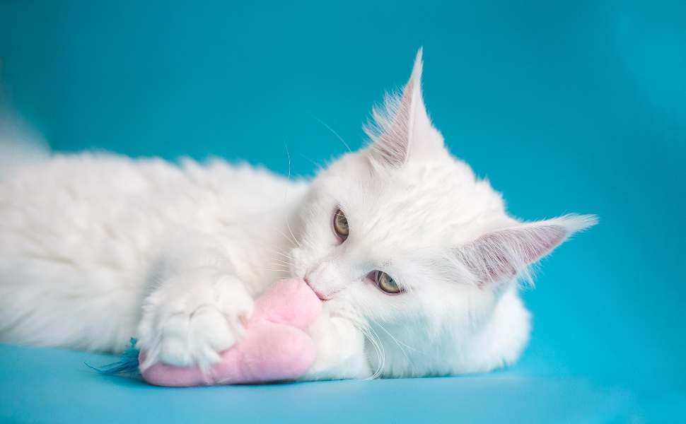 Weiße Katze spielt mit Katzenspielzeug - Pawsometime