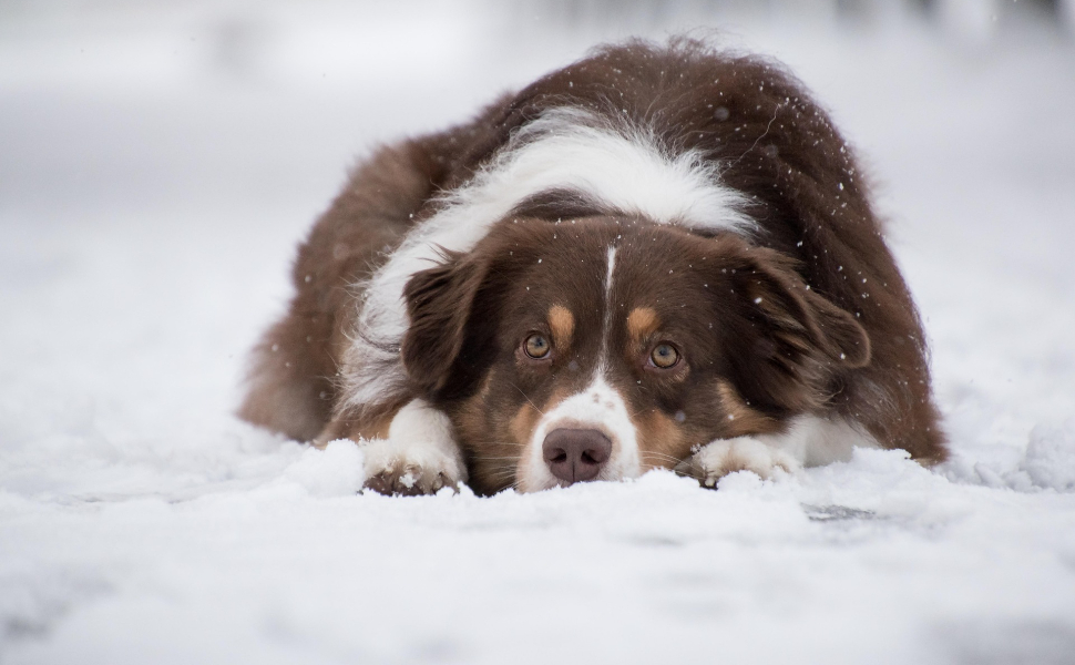 spielzeug für den hund - Pawsometime