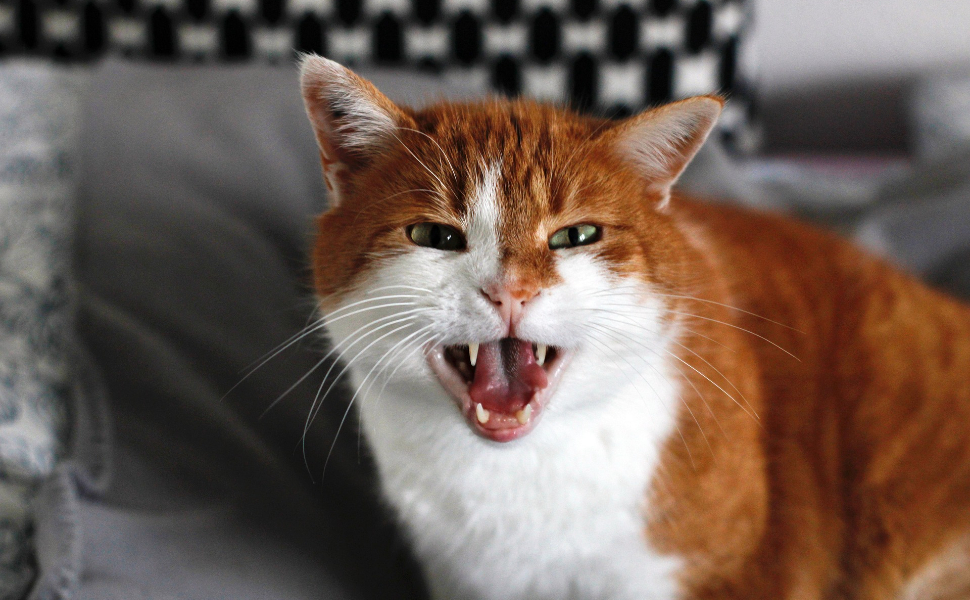 Unglückliche Katze - Pawsometime