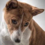 Durch Gerüche und Töne: Wie Hunde die Welt tatsächlich sehen