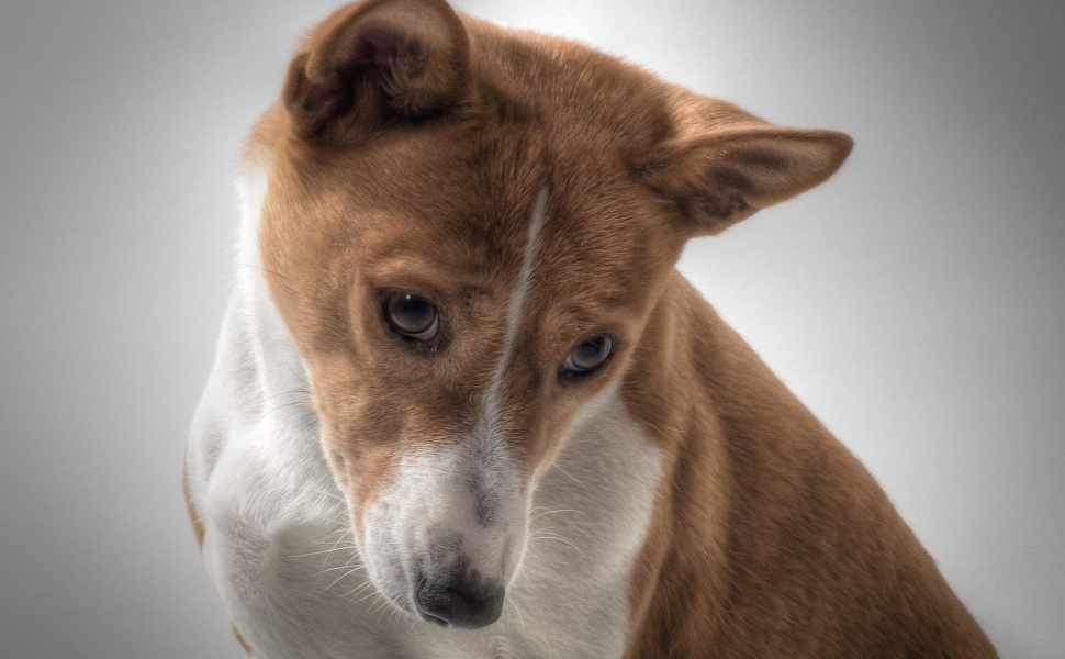 Wie Hunde die Welt tatsächlich sehen - Pawsometime