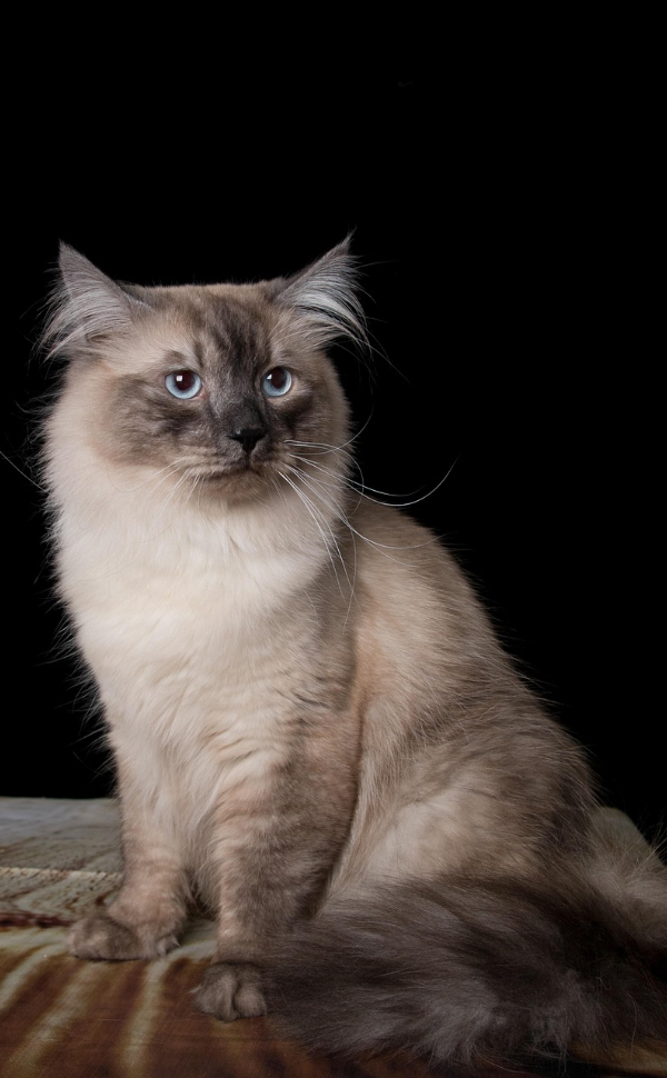 Ragdoll-Katze - Pawsometime