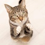 Warum miauen Katzen? Nur mit uns Menschen – und warum nicht untereinander?