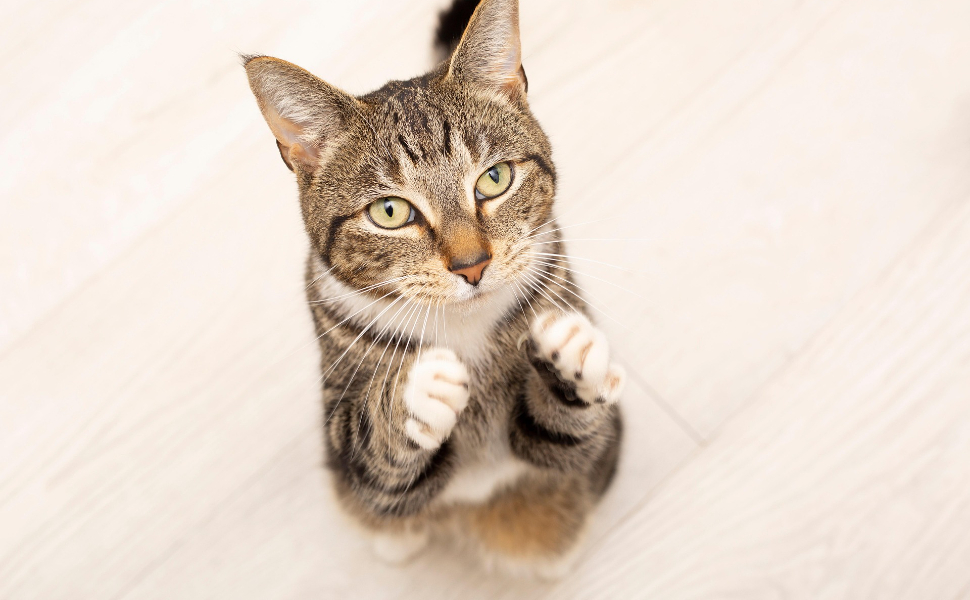 Warum miauen Katzen - Pawsometime