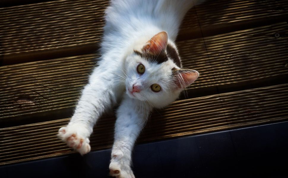 Katzen-Stretching - Pawsometime