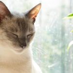 Wie lange schlafen senior Katzen? Unterschiede zu jungen Katzen