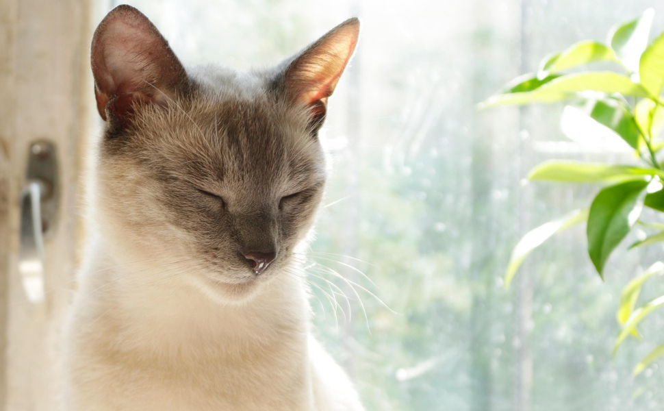 Wie lange schlafen senior Katzen - Pawsometime