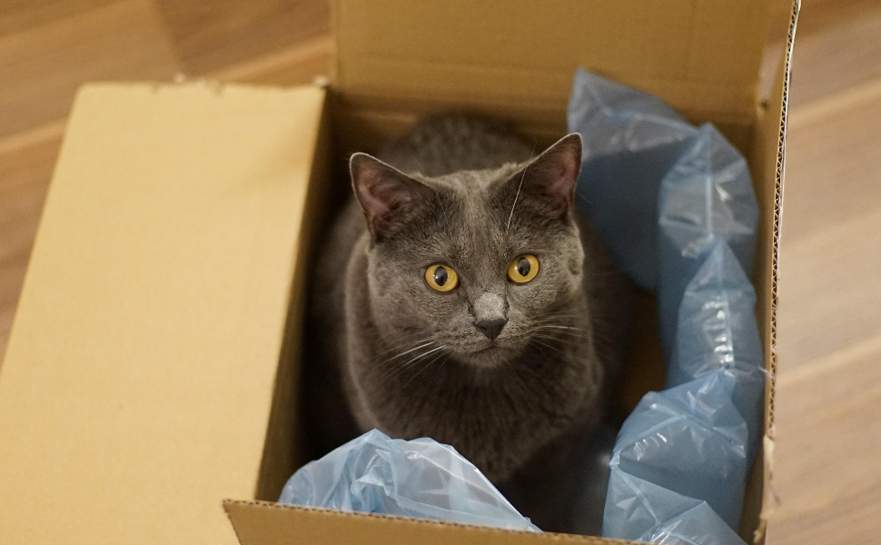 Beschäftigungsspielzeug für Katzen - Pawsometime