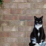 Welche Katze passt zu mir? Mythen und Wahrheiten bei der Auswahl der richtigen Katze