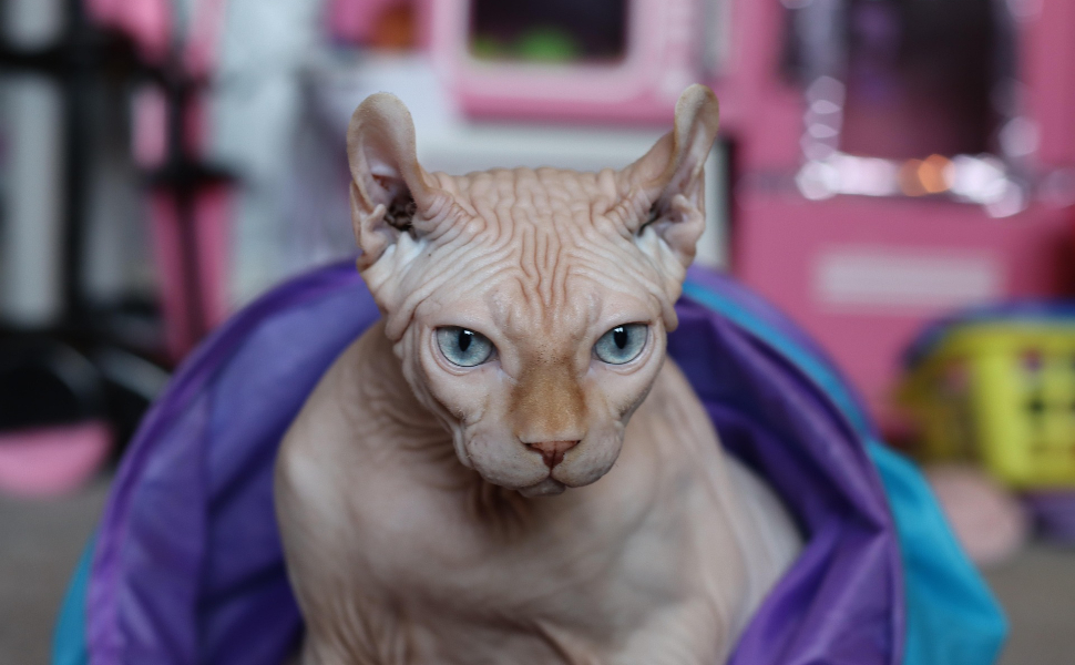 Haarlose Katze - Pawsometime