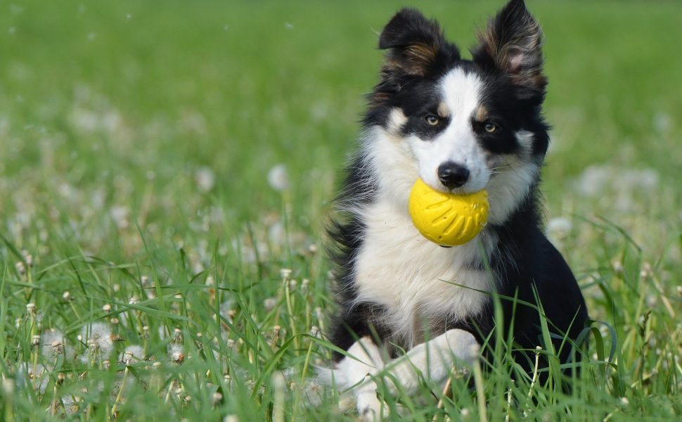 Hundespielzeug Robust - Pawsometime