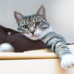 Wann ist eine Katze ausgewachsen – und was danach folgt?