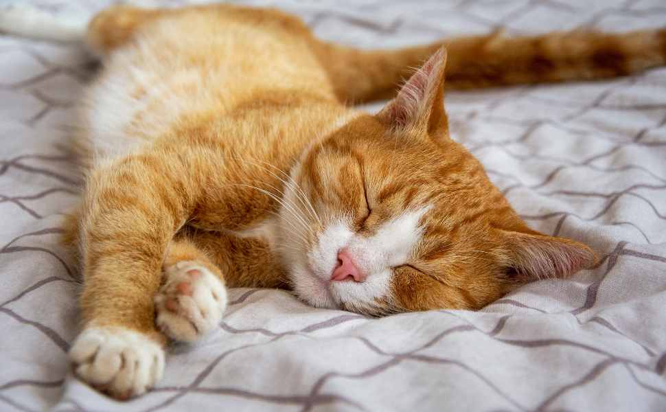 Orange Katze - Pawsometime