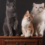 Welche Katze passt zu mir? Finden Sie die passende Rasse zu Ihrem Lebensstil