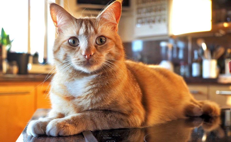 Warum schnurrt eine Katze - Pawsometime