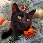 Miau, Miau, Miau: Warum miauen Katzen in verschiedenen Situationen?