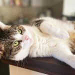 Was kostet eine Katze im Monat? abhängig von der Katzenrasse