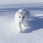 Was essen die Katzen? Und warum sie manchmal seltsame Dinge knabbern