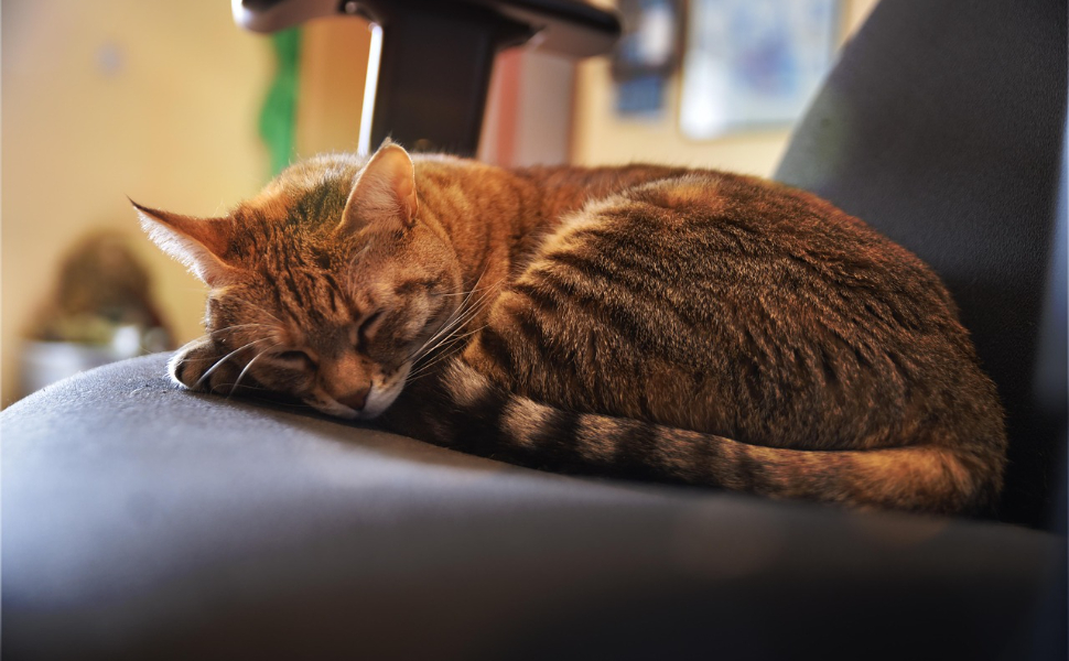 Süße Katzen - Pawsometime