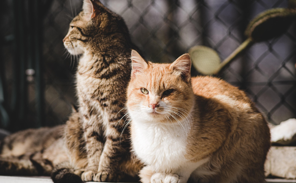 Katzen in der Sonne - Pawsometime