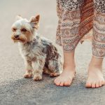 Welche Farbe sehen Hunde? Wie beeinflusst die Farbwahrnehmung das Leben von Hunden?