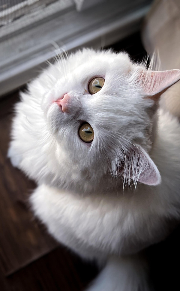 Katze mit gelben Augen - Pawsometime