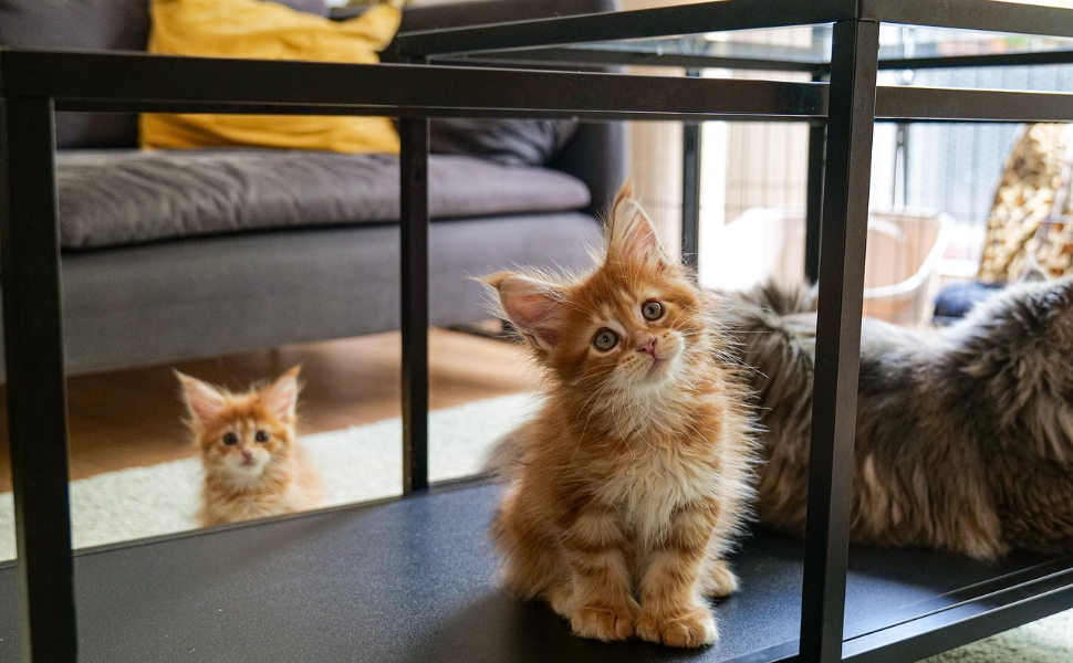 Maine Coon Kätzchen - Pawsometime