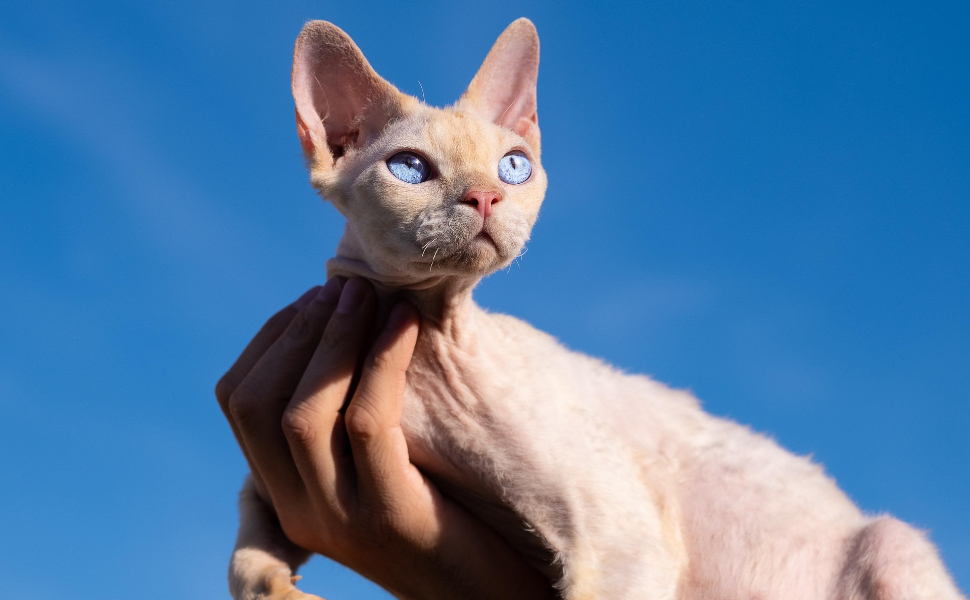 Sphynx-Katze - Pawsometime