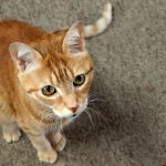 Welche Pflanzen sind für Katzen giftig? Tipps, um Ihre Umgebung sicher zu machen