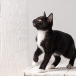 Wie schnell gewöhnen sich Neue Katzen an neue Besitzer in Mehrkatzenfamilie?