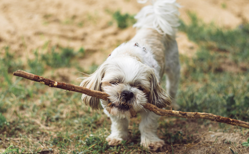 Spielzeug für den Hund - Pawsometime