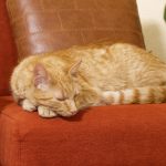 Wie lange schlafen senior Katzen? Tipps für eine bessere Schlafqualität