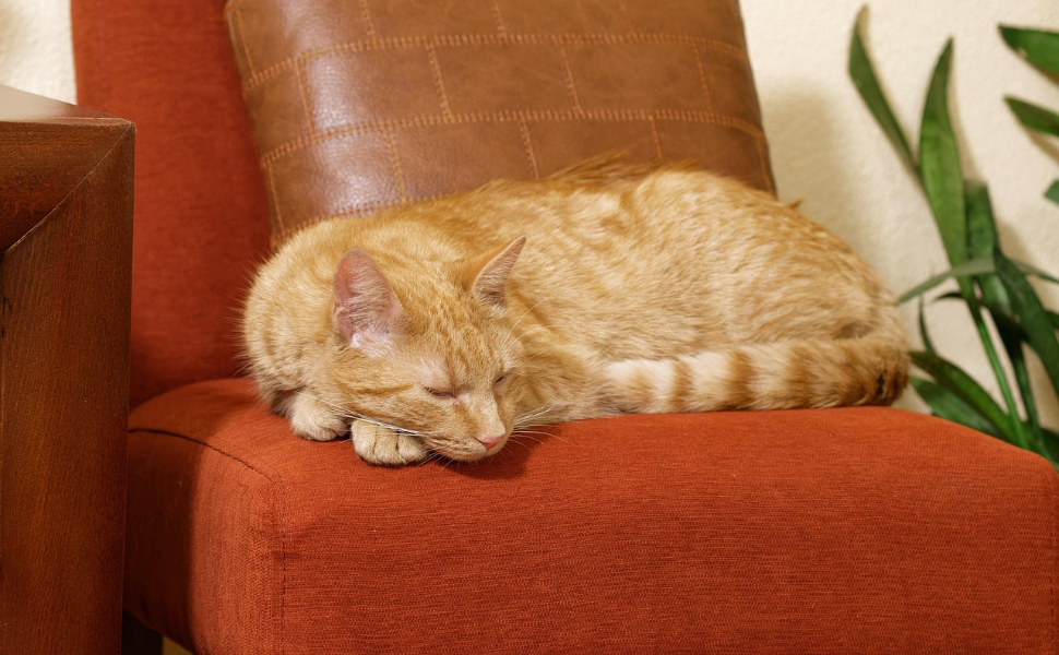 Wie lange schlafen senior Katzen - Pawsometime