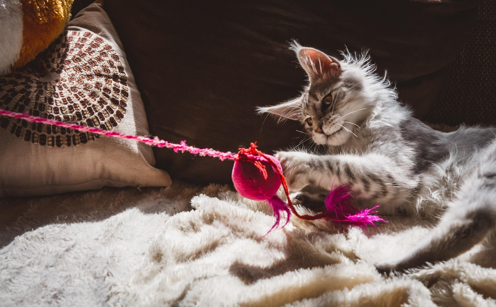 Beschäftigung für Katzen - Pawsometime