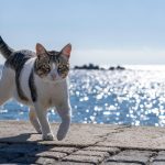 Wann sind Katzen ausgewachsen? Leitfaden zur nachhaltigen Katzenpflege