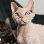 Welche Katzen haaren nicht? Wie pflegt man sie?