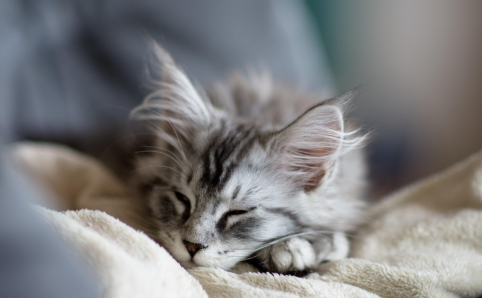 Schlafende Katze - Pawsometime