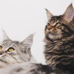 Wie groß sind Maine Coon-Katzen? Praktische Tipps zu ihrer Wohnfläche